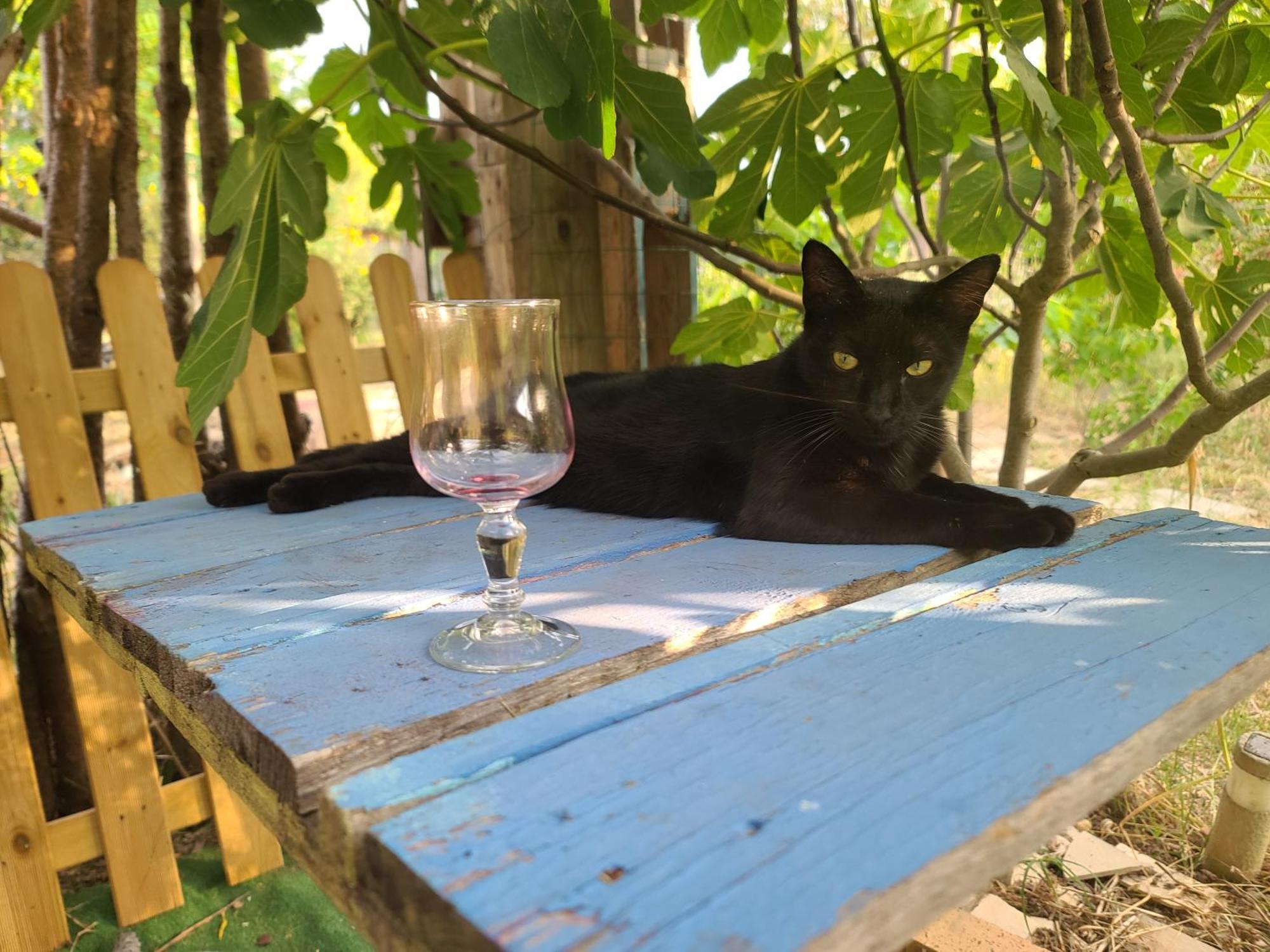 Bel Hotel Restaurant La Gentilhommiere Trèbes Dış mekan fotoğraf